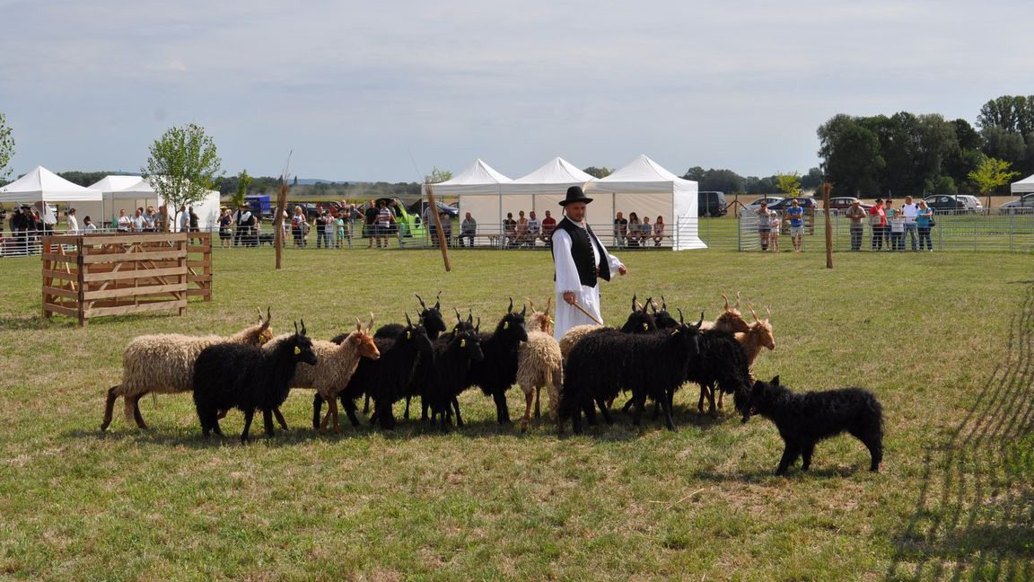 2017 augusztusában is összemérték a tudásukat a magyar pásztorkutyák