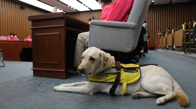 Eddig még vakvezető kutya se léphetett a parlamentbe Dél-Koreában