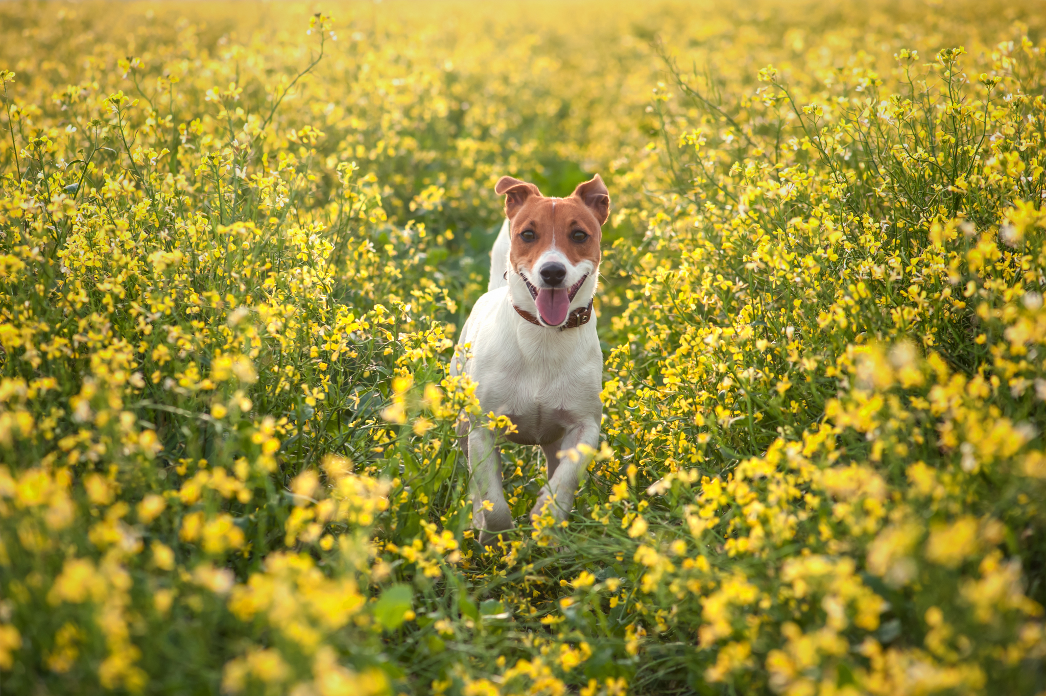 A kutya is lehet allergiás