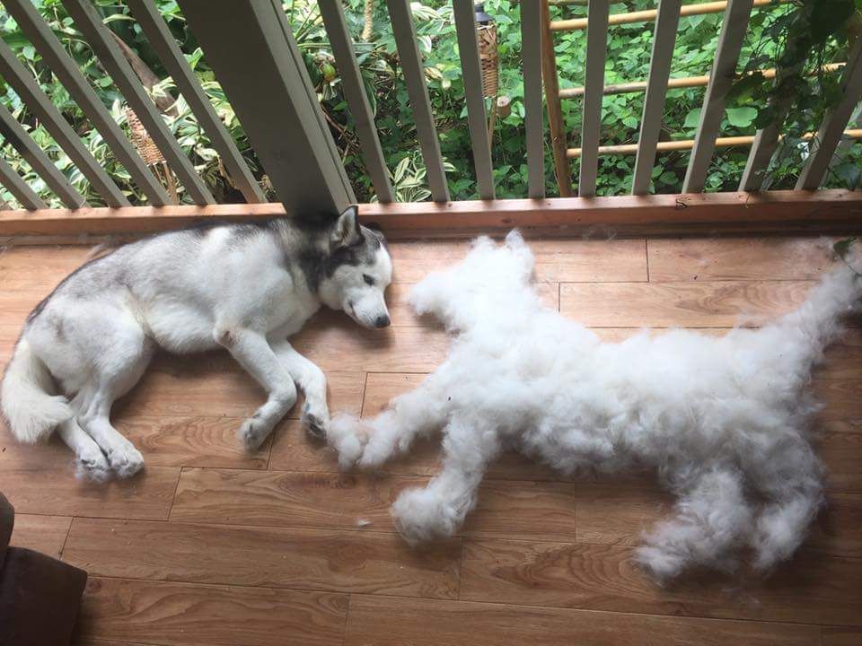 Szőrhullás kutyáknál - bizonyos fajták fokozottabban vedlenek