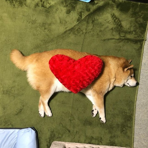 Marutaro, a shiba-inu