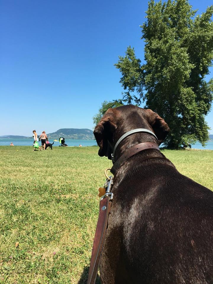 A vizet és a parti nagy területet is élvezte a vizsla