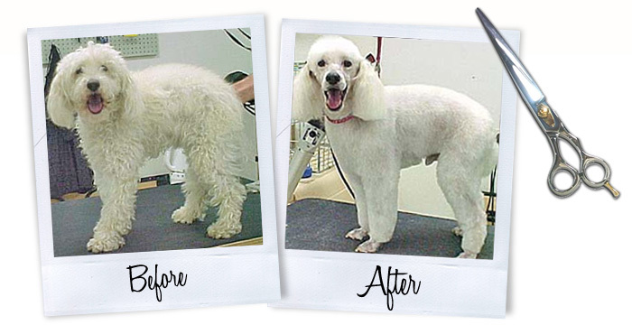 Egy alapos nyírás eredménye