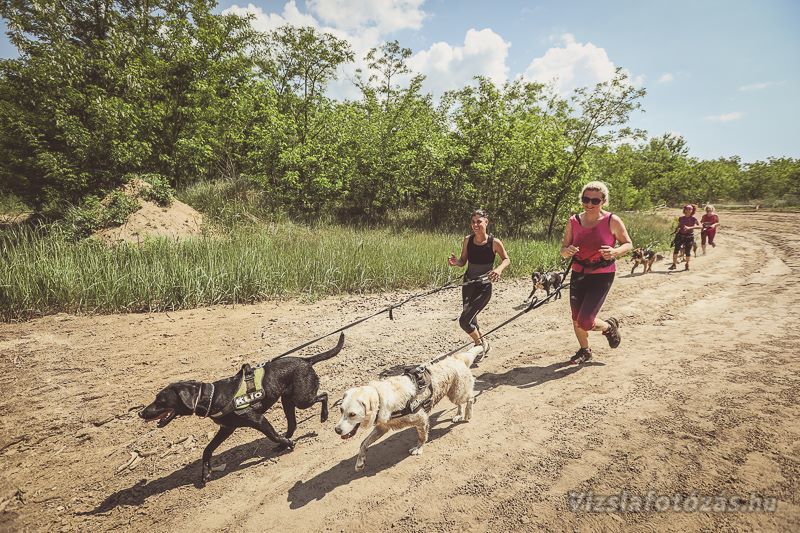Hám és futóöv: nyerő párosítás a Hard Dog Race-re is!