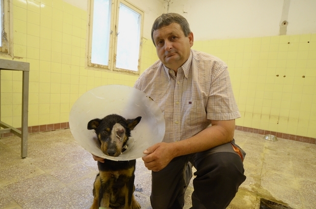 A sérült kutya a műtéte után