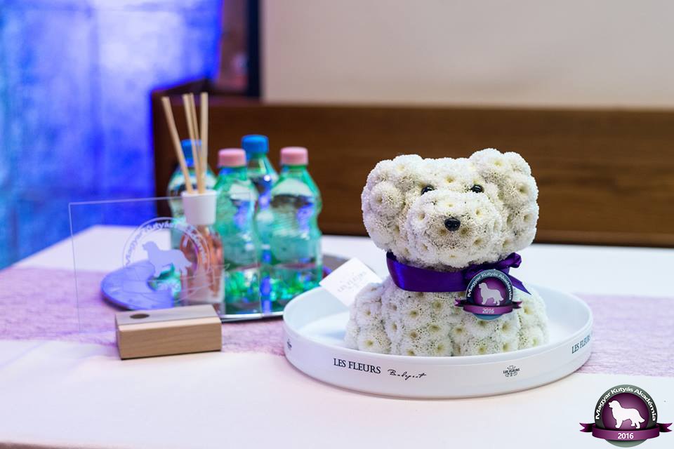 Magyar Kutyás Akadémia - itt minden a kutyákról szól!