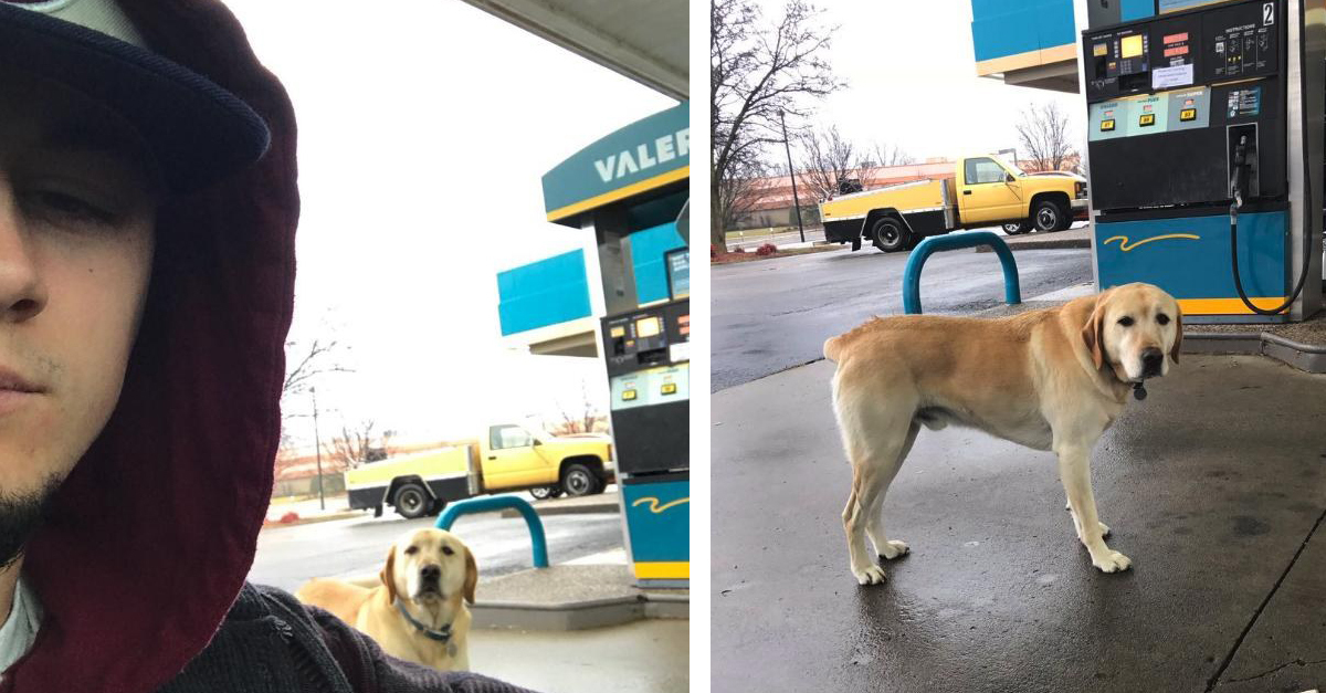 Bilétája segít a kutyának hazatalálni