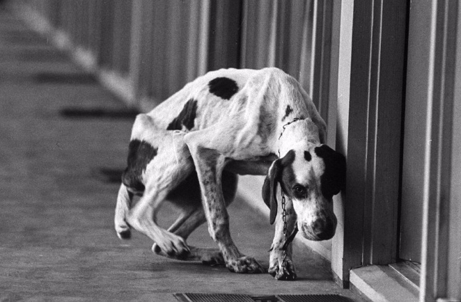 A fizikai és érzelmi bántalmazás is kínzás az állat számára