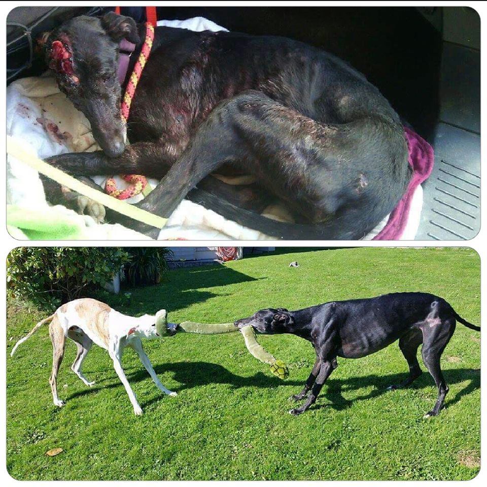 Hope, a mentett galgó a balesete napján és az új helyén