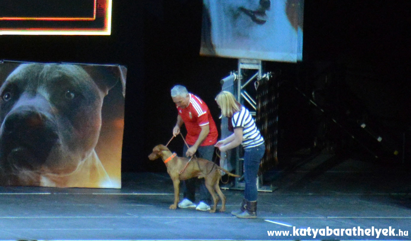 Cesar Millan Live Budapest - Káró, a magyar vizsla gazdájával és Cesarral