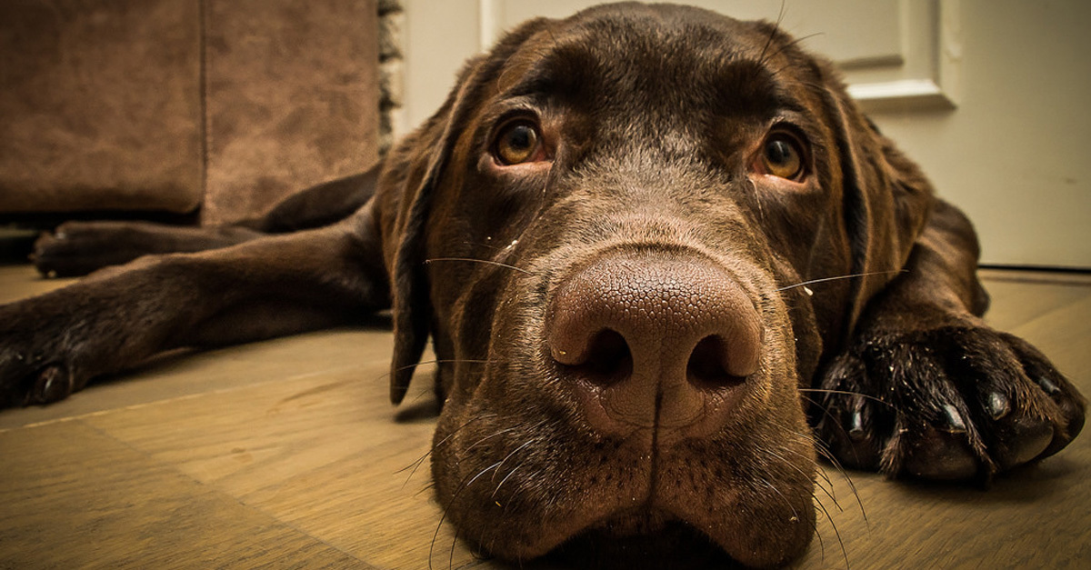 Hiába gügyögünk a kutyáknak, valószínűleg nem hatja meg őket