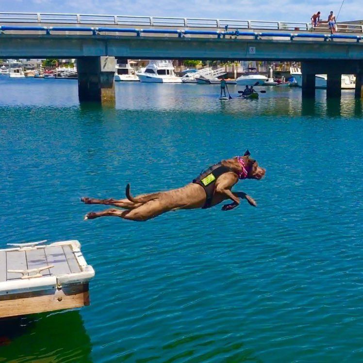 Dock Diving - A segítőkutyának is jár a lazítás - Colt imádja a vizet