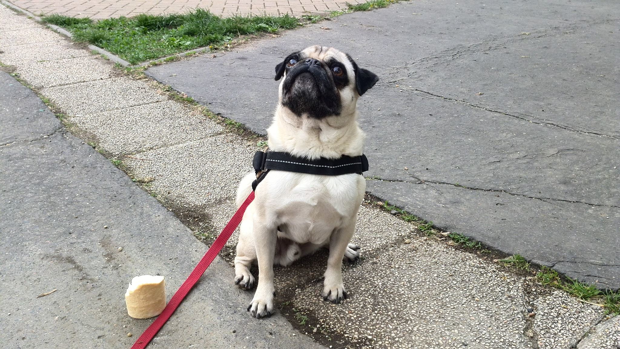  A kutyus gazdijára figyel, engedély nélkül nem lép úttestre. Ráadásul talált élelmet is megtagad.