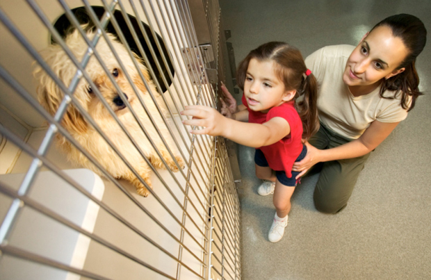 Nagyon sok kutya vár gazdára - biztosan megtalálod köztük az Igazit!