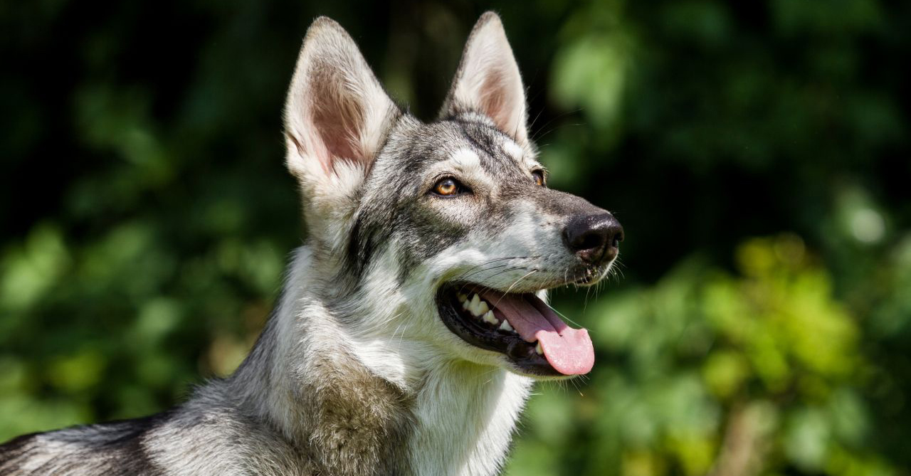 Az inuitok Alaszkából és Szibériából különleges kutyákkal keltek útra