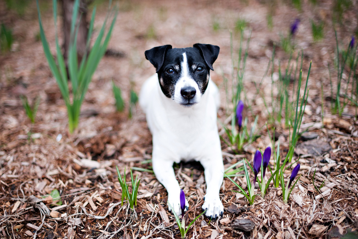 A talajba is kerülhetnek olyan anyagok, amik ártalmasak a kutyára