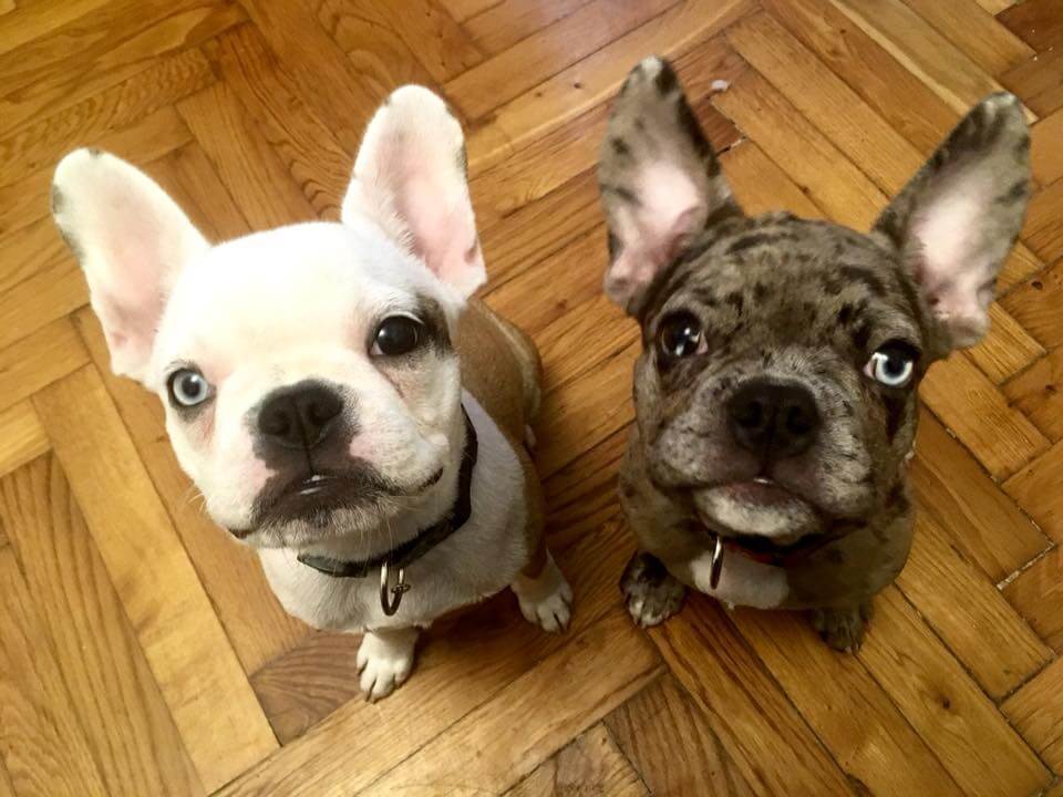 Szőrhulláson és emésztési problémákon is segített a huminsav ezeknél a kutyáknál