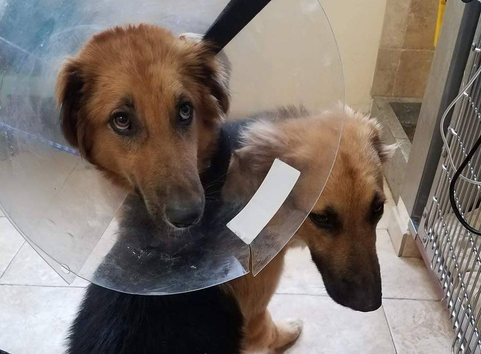 A két kutya az állatorvosi rendelőben