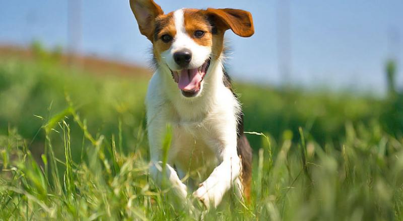 Az ivartalanítás segíthet megőrizni kutyád egészségét