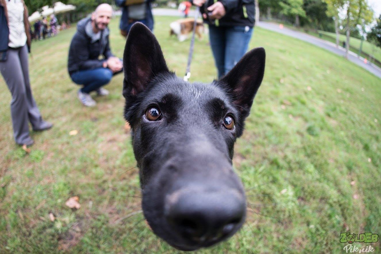 A kutyás Critical Mass célja, hogy felhívja a figyelmet a városban élő kutyák nagy számára valamint az ő és gazdáik érdekeire