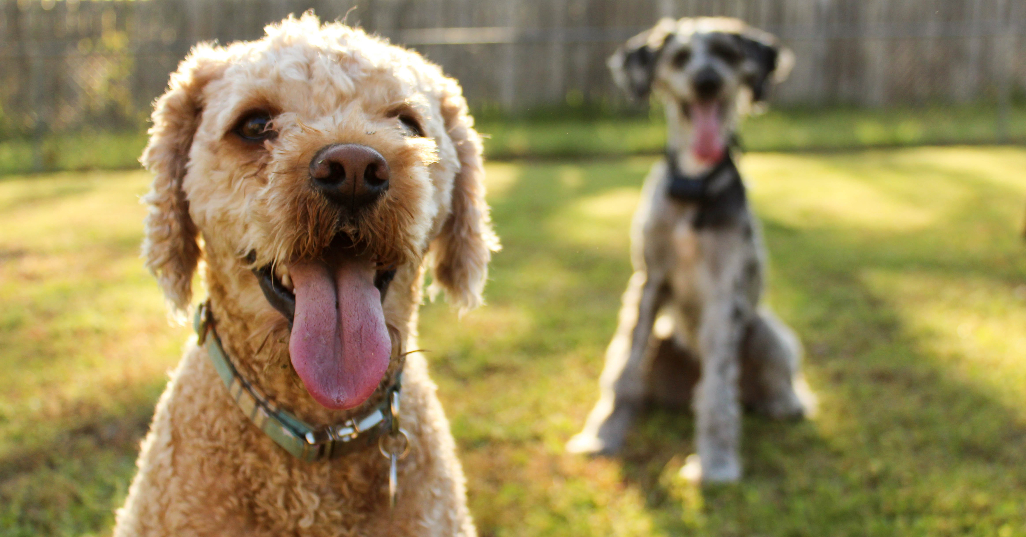 Az ebösszeírás célja a jogszabályban előírt ebrendészeti feladatok ellátása, és a veszettség elleni járványvédelmi megelőzés.
