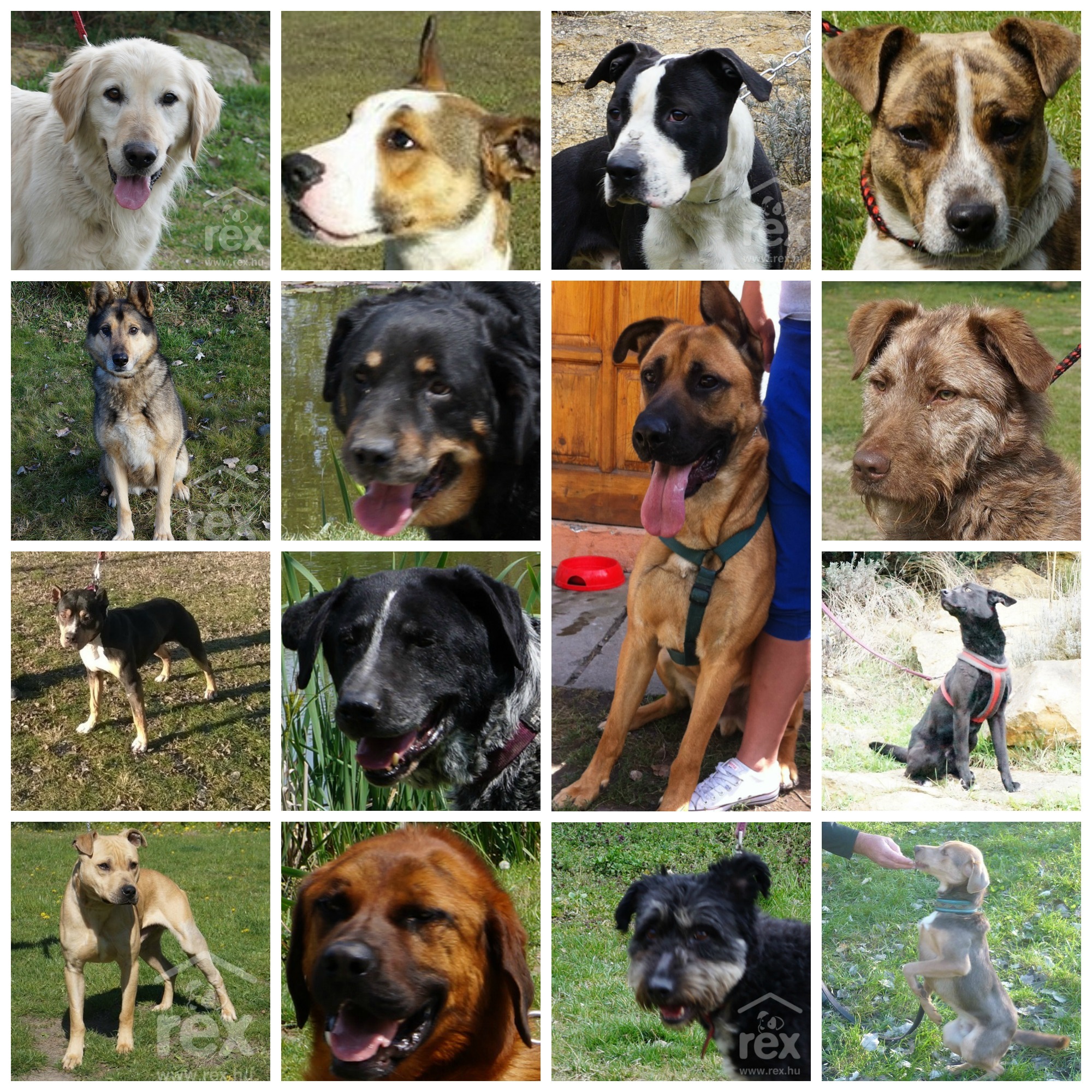 Rendkívüli örökbefogadó nap a Rex Kutyaotthon Alapítványnál