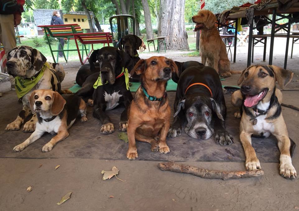 Rengeteg kutya, kutyás él Budapesten, az ő igényeiket is figyelembe kell venni