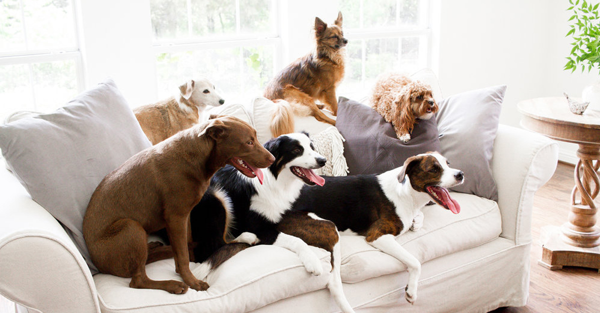 Társasház, panel... mennyi kutya a túl sok?