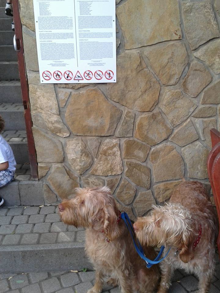 Napsugár és Málka vizslák a BalatoniBob Szabadidőpark előtt