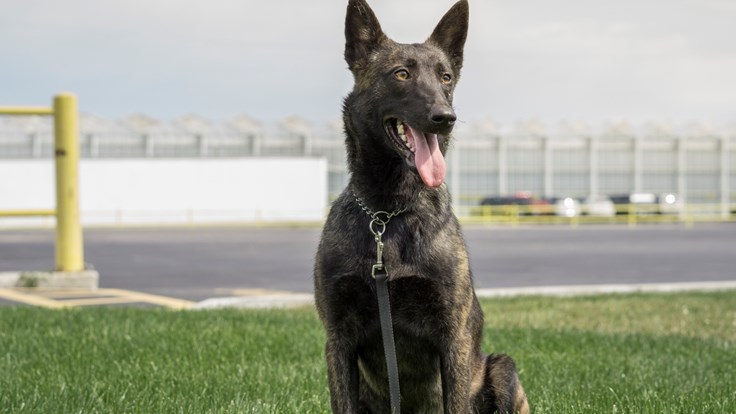 Chili lett a világ első kártevő-felderítő munkakutyája