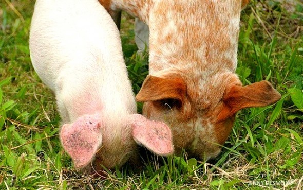 Princess éppen egyik barátjával, egy malaccal fedezi fel a kertet