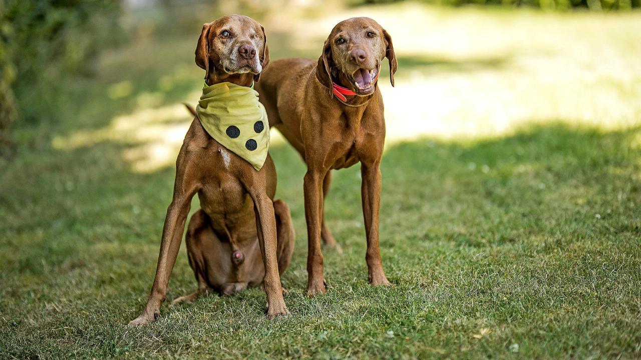 A vizsla, akinek saját vakvezető vizslája van - CJ és Dorka szívmelengető története