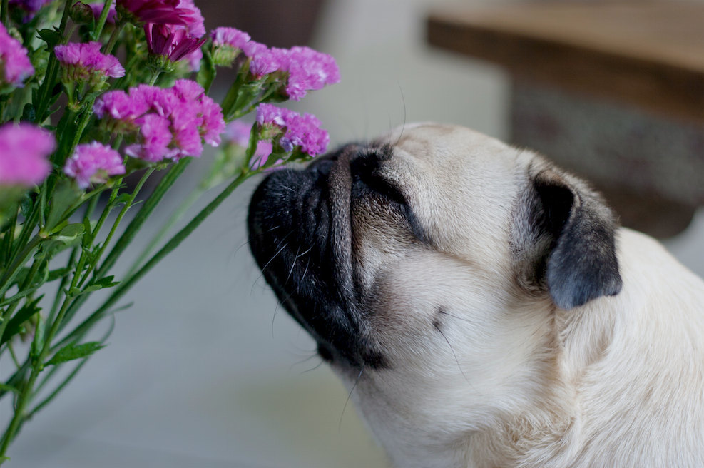 Sok növény mérgező kutyánk számára is, ha az nagyobb mennyiségben fogyaszt belőle