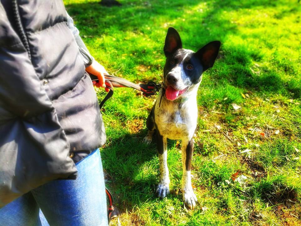 Sok türelem és gyakorlás kellett, de Folti nagyon sokat fejlődött