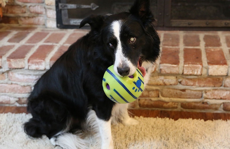 Stevie Wonderul, a vak border collie lett az Év Mentett Kutyája 2020-ban