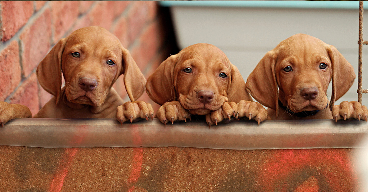 Magyar vizsla kölykök