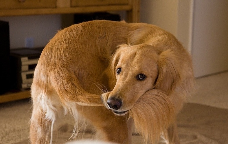 Betegség jele is lehet, ha a kutya kergeti a farkát