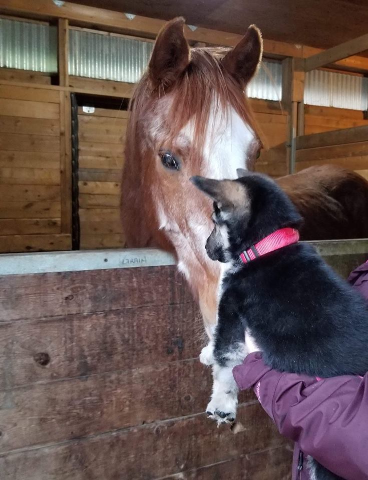 Más állatokkal is megismerhetett a kalandjai során 