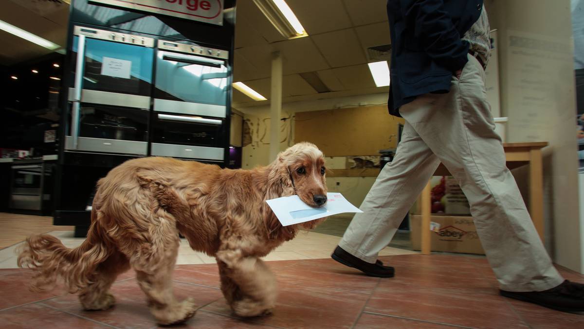 Munkát is vállalhat a kutyánk