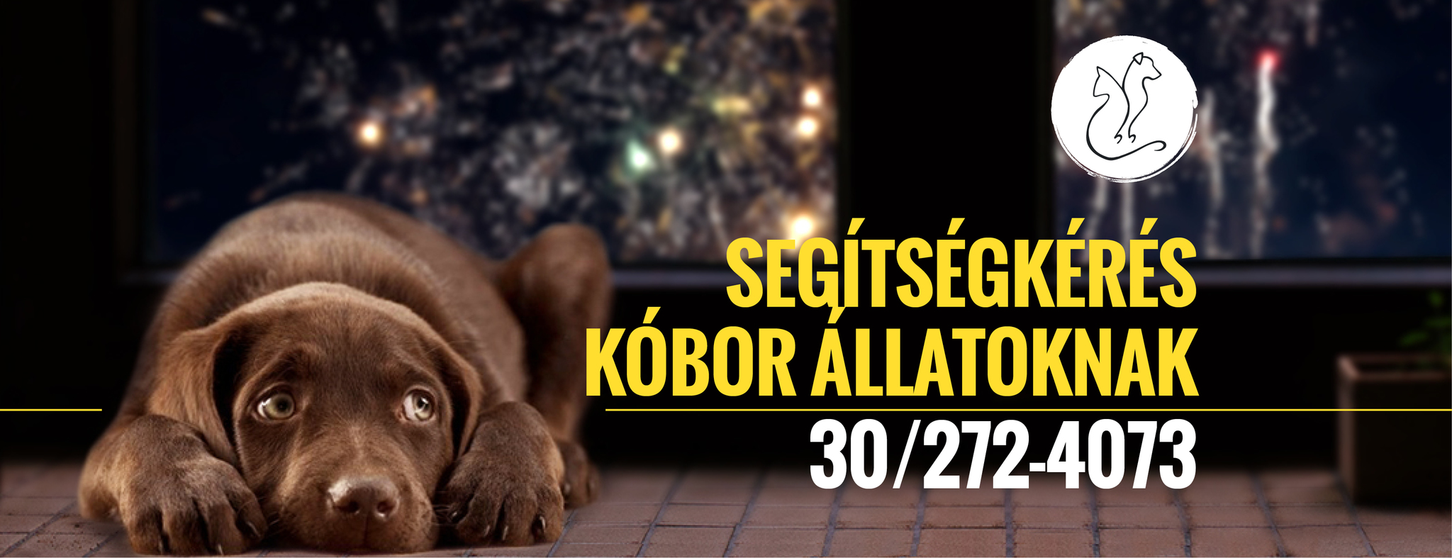 Segíts az elveszett kutyáknak hazatalálni!