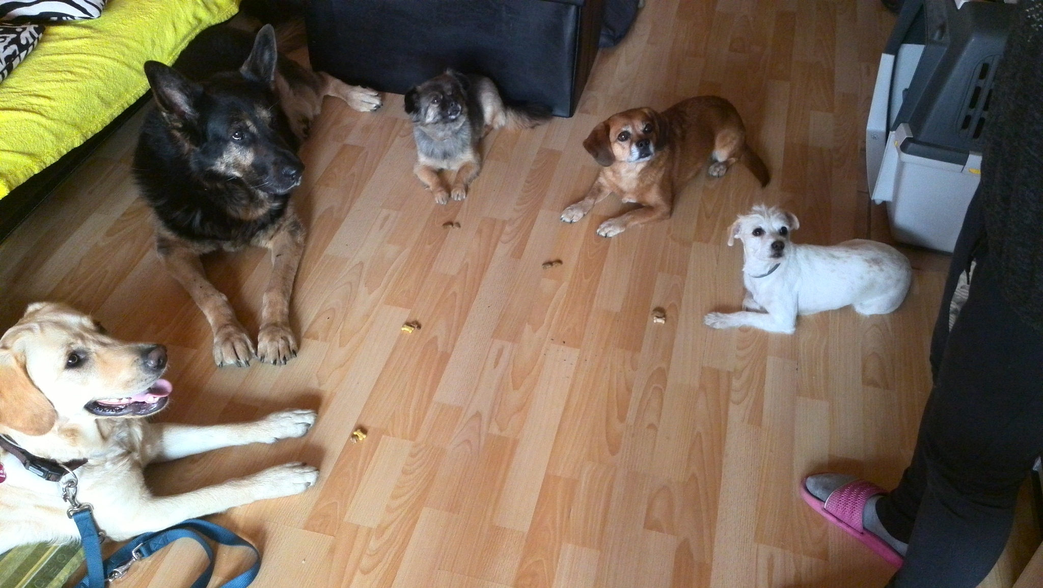 Ők rendszeresen tréningeznek. Élelemmegtagadással egybekötött helyben maradás fekvő pozícióban. Ráadásul közel egymáshoz. Mindenki Zitát nézi, nem nyúlnak egymás kutyakekszéhez. 