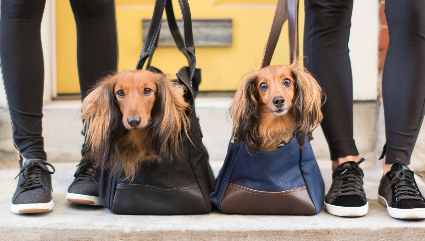 Így válaszd ki a tökéletes kutyahordozót négylábúdnak