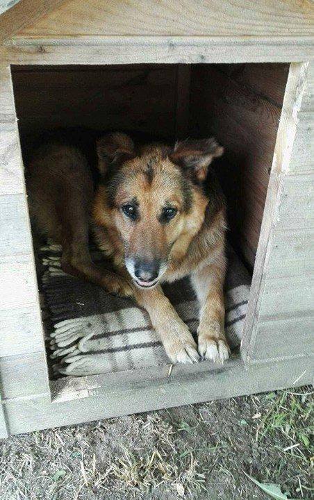 Már saját kennele, kutyaháza is van, éjszaka pedig bent aludhat a házban. 