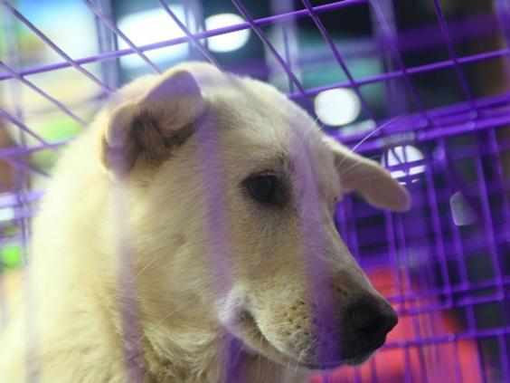 A kutyák menhelyre kerülnek, ahonnan örökbe lehet majd őket fogadni