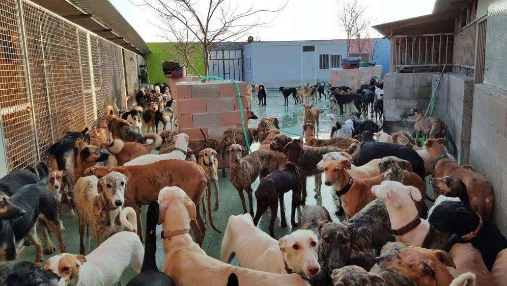 Ciudad Animal nevű menhely - tele galgókkal