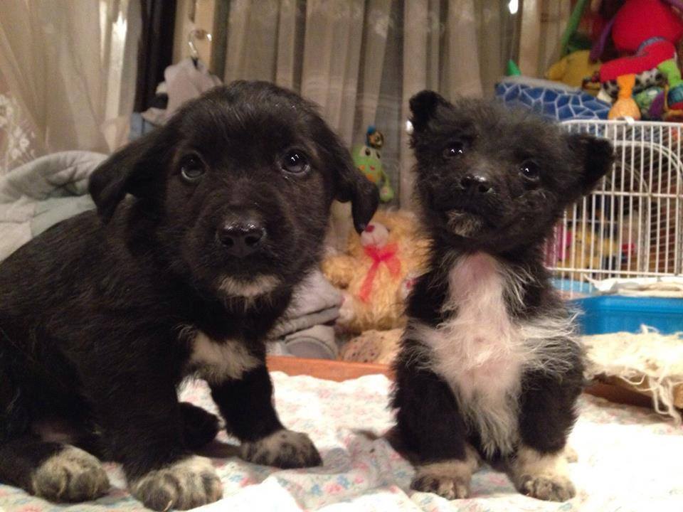 A mentett kutyusok nagy része még kölyök: gazdit keresnek!