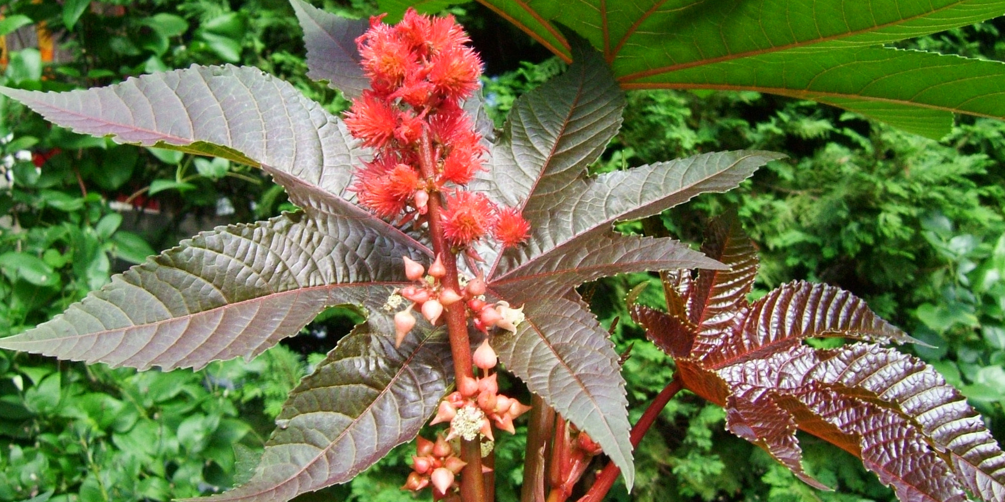 Hajhajtásra, de gyógszertárból