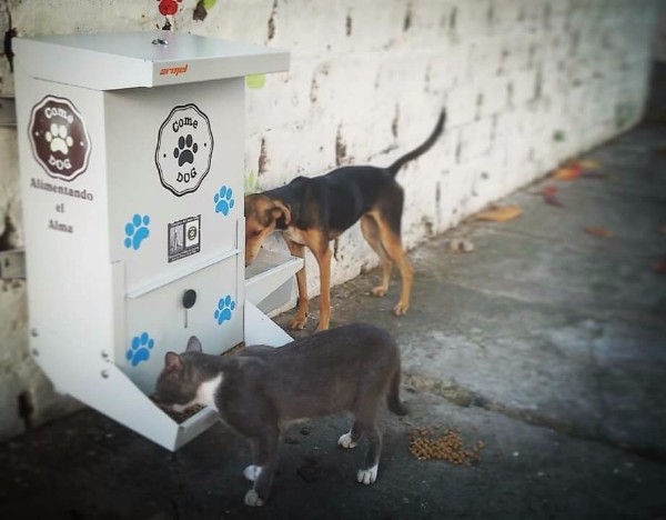 A kóbor állatok élelmet és vizet találhatnak az állomásokon