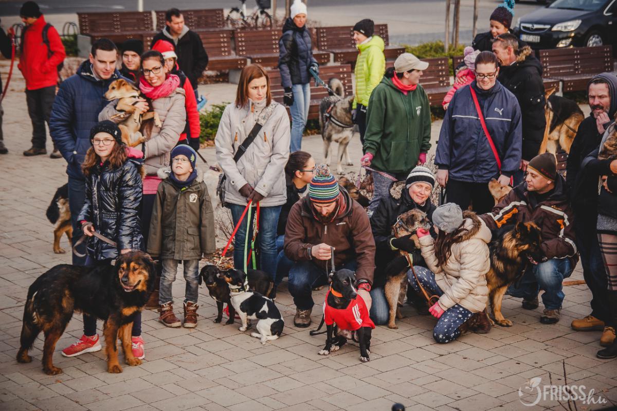 Kutyás csoportkép készülődik