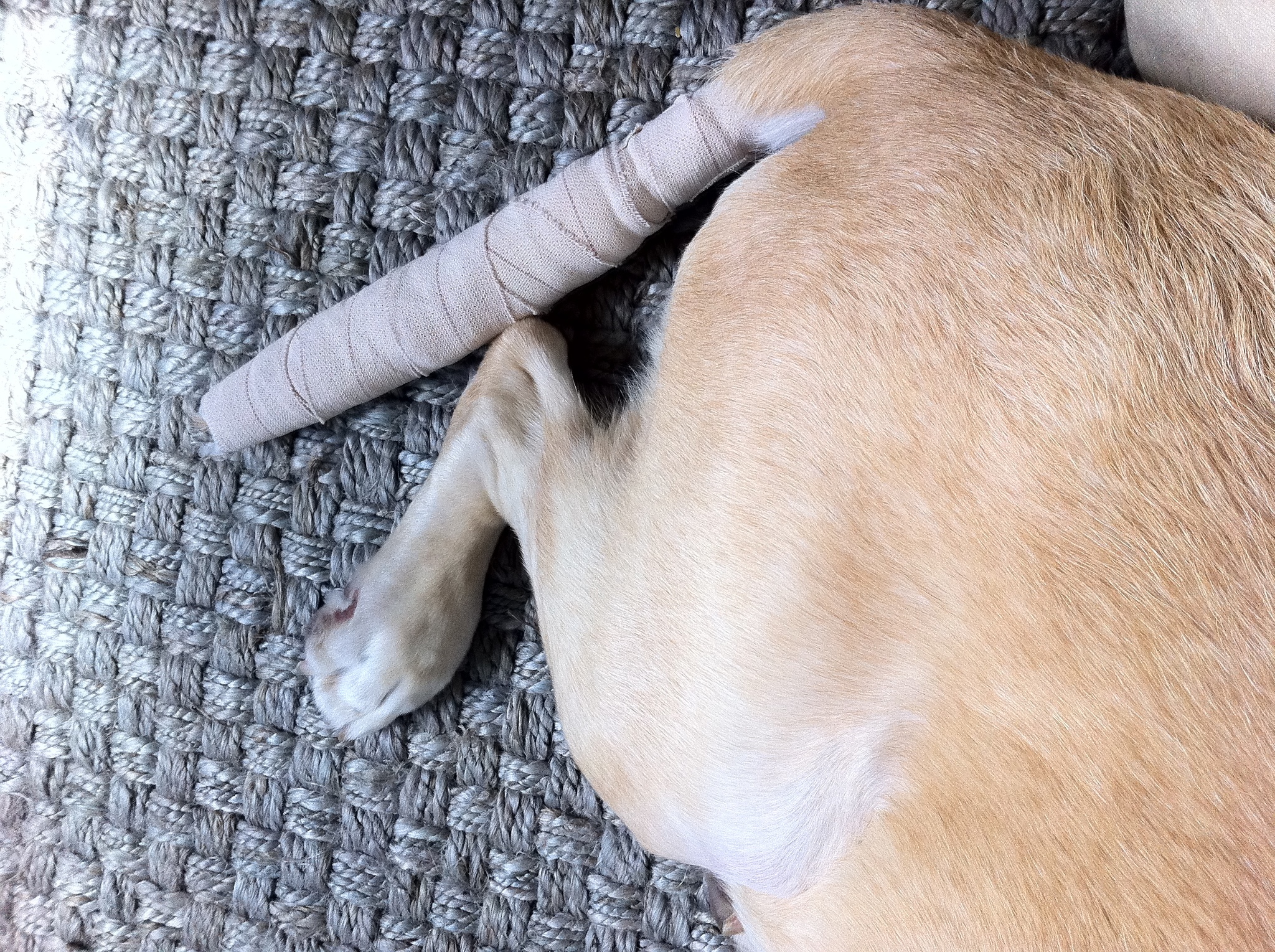 Előzzük meg a bajt! Ismerjük fel időben, ha nem szórakozásból kergeti kutyánk a farkát!